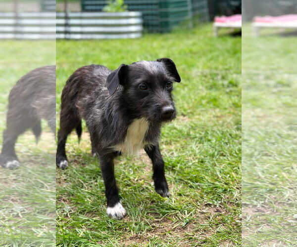 Medium Photo #2 Mutt Puppy For Sale in Arlington, WA, USA