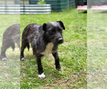 Small #1 Mutt