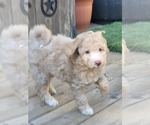 Small Photo #15 Aussie-Poo-Poodle (Miniature) Mix Puppy For Sale in PIONEER, CA, USA