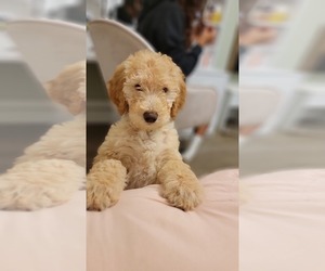 Labradoodle Puppy for sale in WARWICK, NY, USA