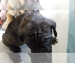 Small Photo #10 Mastiff Puppy For Sale in FULTON, NY, USA
