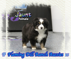 Miniature Australian Shepherd Puppy for sale in FORESTBURG, TX, USA