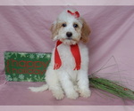 Small Photo #8 Goldendoodle (Miniature) Puppy For Sale in MILLERSBURG, OH, USA