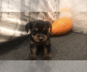 Yorkshire Terrier Puppy for Sale in MOUNT CARMEL, Pennsylvania USA