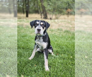 Bonzai - Male Mutt Dog for Adoption - Photo #10