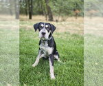 Small Photo #10 Mutt Puppy For Sale in Sandy, UT, USA