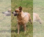 Small #4 Australian Cattle Dog