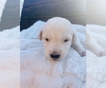 Small Photo #7 Goldendoodle-Siberian Husky Mix Puppy For Sale in DOUGLASVILLE, GA, USA