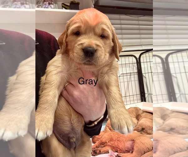 Medium Photo #2 Golden Retriever Puppy For Sale in GRAND RAPIDS, MI, USA
