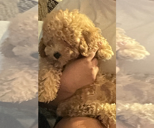 Poodle (Miniature) Puppy for sale in MATTOON, IL, USA