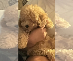 Small Poodle (Miniature)