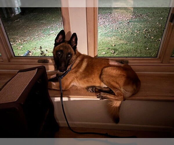 Medium Photo #2 Mutt Puppy For Sale in Stevens Point, WI, USA