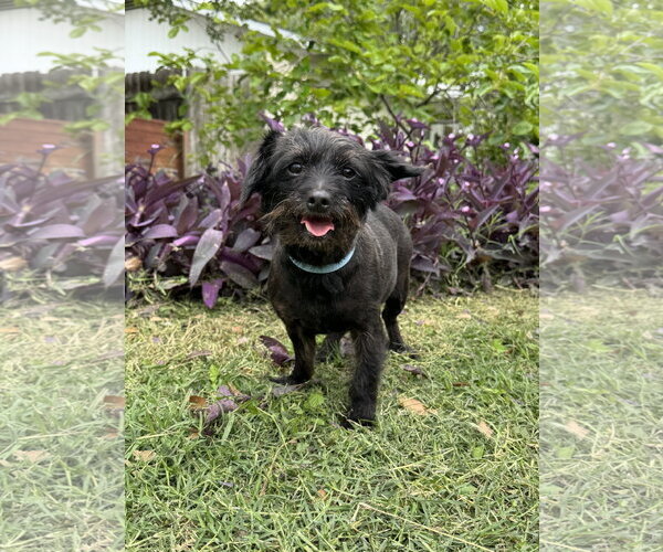 Medium Photo #1 Dachshund-Unknown Mix Puppy For Sale in PIPE CREEK, TX, USA