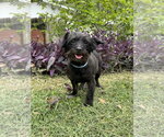 Small Dachshund Mix
