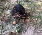 Small Photo #6 Doberman Pinscher Puppy For Sale in NASHVILLE, TN, USA
