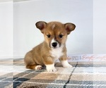 Small #3 Pembroke Welsh Corgi