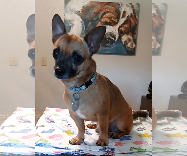 Medium Photo #3 Chihuahua-Unknown Mix Puppy For Sale in Eastman, GA, USA