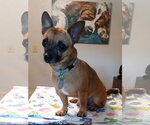 Small #2 Chihuahua Mix