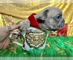 Small Photo #103 French Bulldog Puppy For Sale in HAYWARD, CA, USA