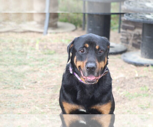 Medium Photo #17 Rottweiler Puppy For Sale in White Hall, AR, USA