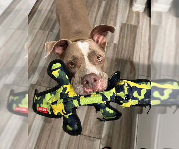 Medium Photo #1 American Staffordshire Terrier-Unknown Mix Puppy For Sale in phoenix, AZ, USA