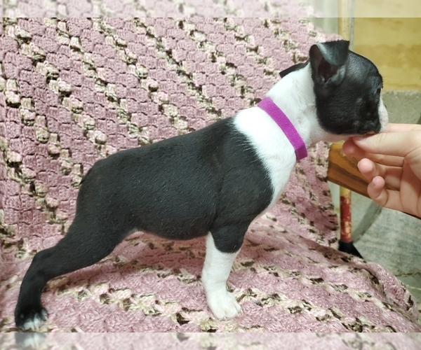 Medium Photo #3 Boston Terrier Puppy For Sale in AFTON, WY, USA