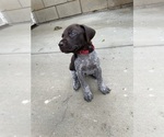 Small Photo #1 German Shorthaired Pointer Puppy For Sale in RIVERSIDE, CA, USA
