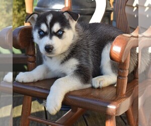 Siberian Husky Puppy for sale in CATAWISSA, PA, USA