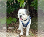 Small #1 Shih Tzu Mix