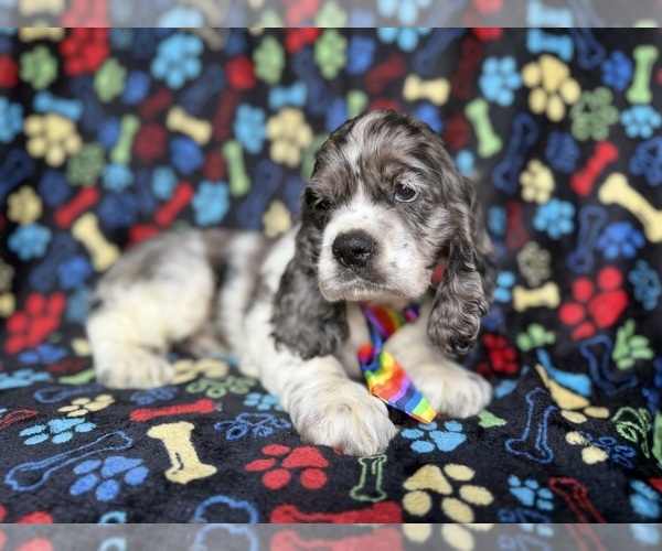 Medium Photo #7 Cocker Spaniel Puppy For Sale in LAKELAND, FL, USA