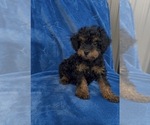 Image preview for Ad Listing. Nickname: Lucky