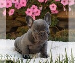 Image preview for Ad Listing. Nickname: Miles