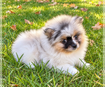 Bailey - Male Pomeranian Puppy for Sale - Photo #7