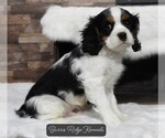 Puppy 2 Male of Tiny Cavalier King Charles Spaniel