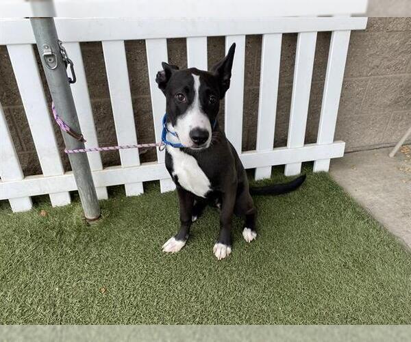 Medium Photo #1 American Pit Bull Terrier-Unknown Mix Puppy For Sale in Modesto, CA, USA