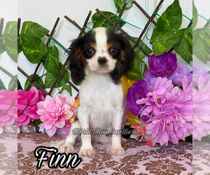 Cavalier King Charles Spaniel Puppy for sale in MIAMI, FL, USA