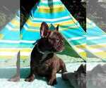 Small Photo #6 French Bulldog Puppy For Sale in CRANSTON, RI, USA