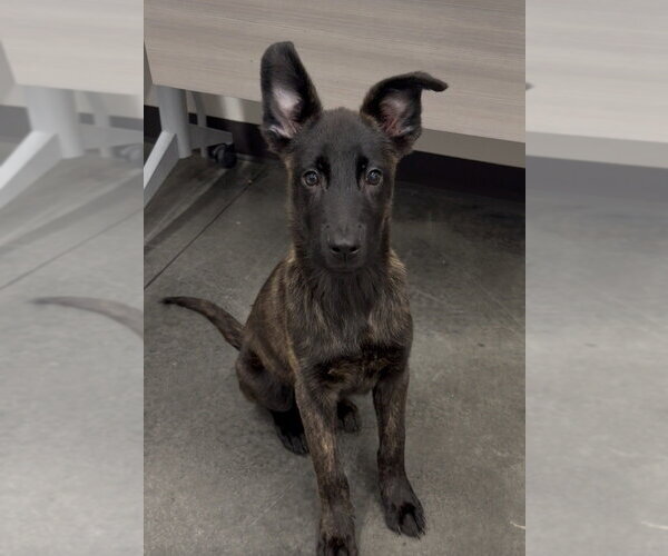 Medium Photo #1 Holland Shepherd Puppy For Sale in Imlay City, MI, USA