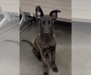 Holland Shepherd Dogs for adoption in Imlay City, MI, USA