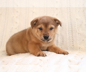 Mutt-Shiba Inu Mix Puppy for sale in SHILOH, OH, USA