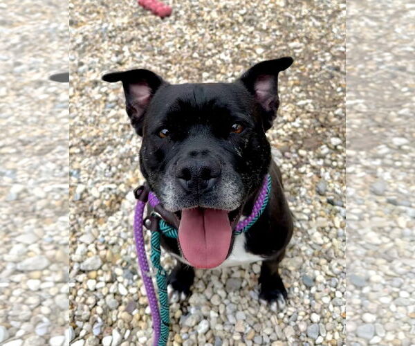 Medium Photo #3 Mutt Puppy For Sale in Jackson , NJ, USA