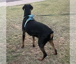 Small #3 Doberman Pinscher