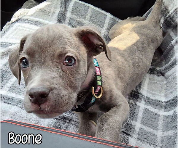 Medium Photo #4 American Pit Bull Terrier Puppy For Sale in Port Clinton, OH, USA