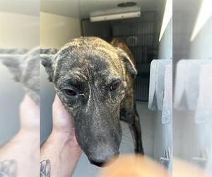 Plott Hound-Unknown Mix Dogs for adoption in Houston, TX, USA