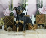 Small Photo #4 Miniature Pinscher Puppy For Sale in WARSAW, IN, USA