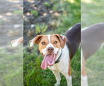 Small #1 Beagle Mix