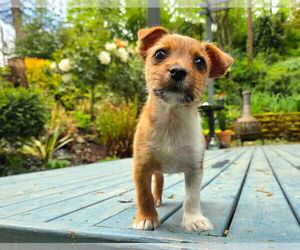 Mutt Dogs for adoption in Bellevue, WA, USA