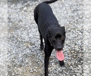Labrador Retriever-Retriever  Mix Dogs for adoption in Washington, DC, USA