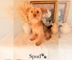 Small #27 Yorkshire Terrier
