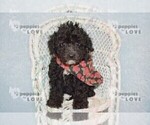 Small #10 Poodle (Toy)